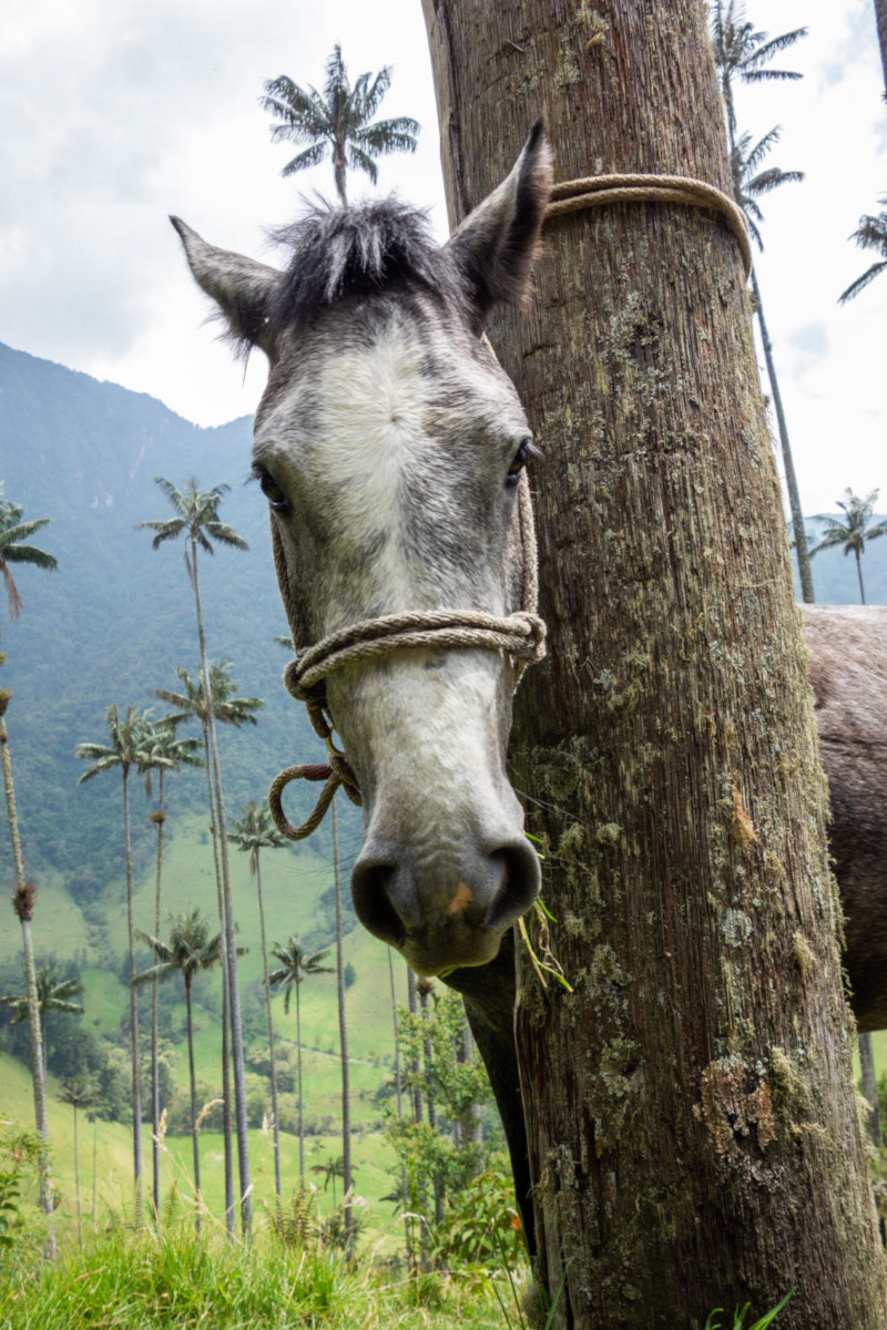 cocora-kon.jpg