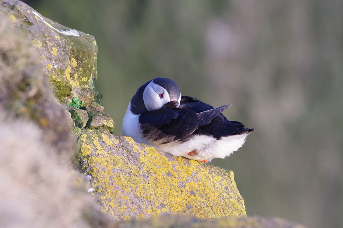 puffin.jpg