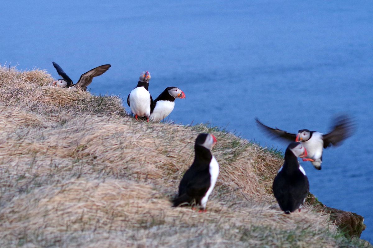 puffin2.jpg