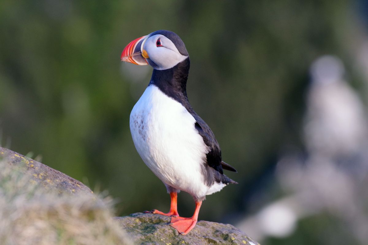 puffin1.jpg