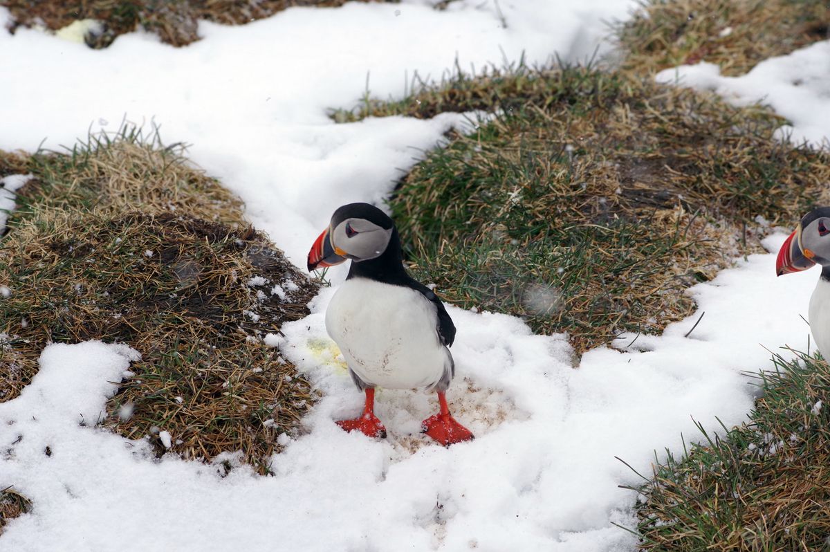 Puffin3.jpg
