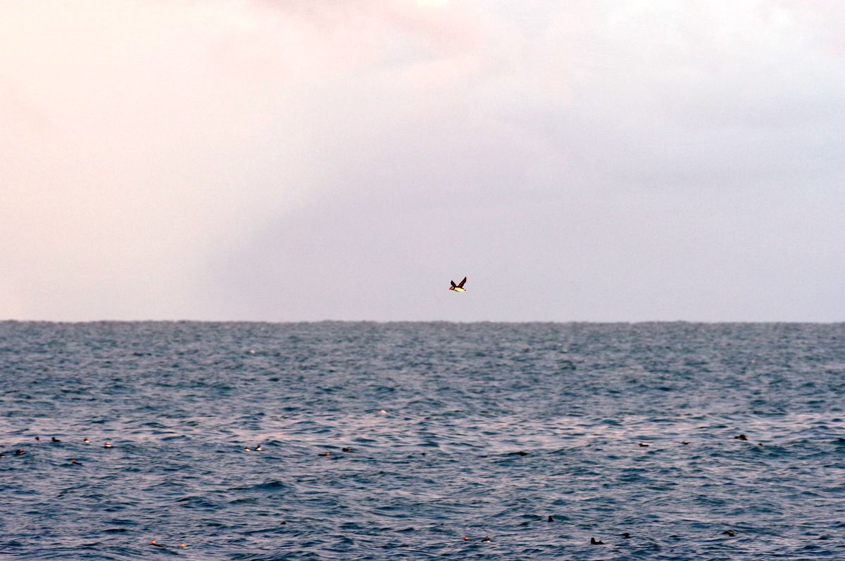 Puffin4.jpg