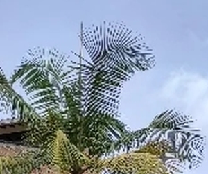 palma.jpg