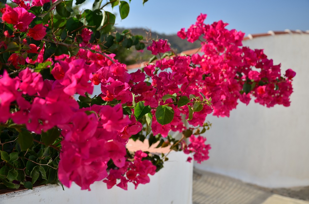 DSC_0394.JPG