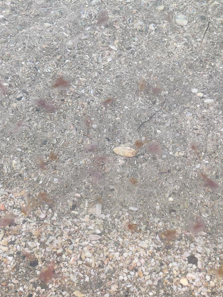 meduza.jpg