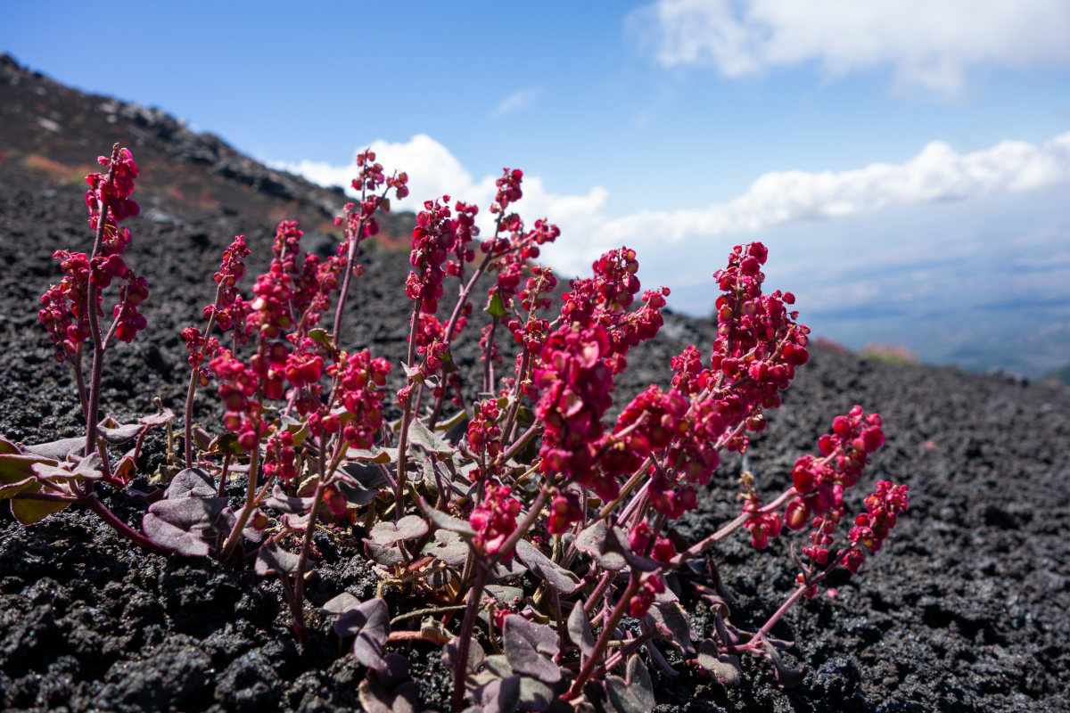 etna10.jpg