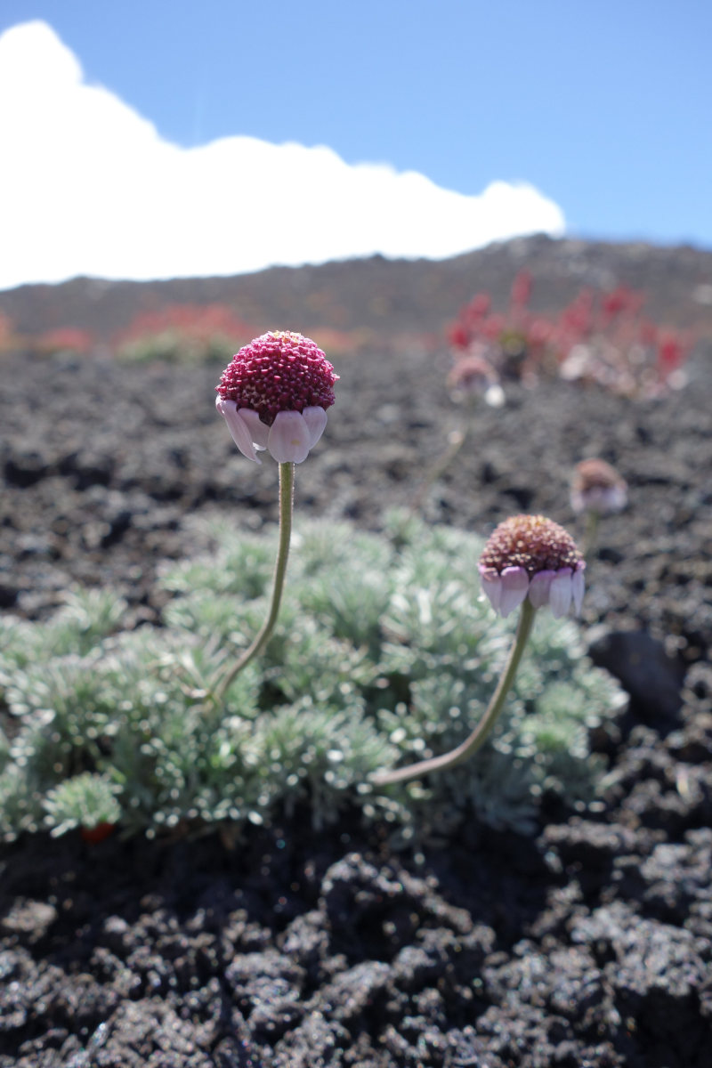 etna16.jpg