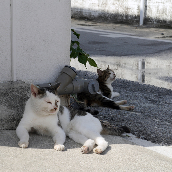 aharen-catsx600.jpg