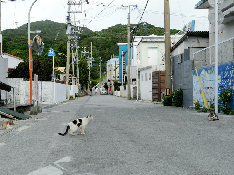 cats2x800.jpg