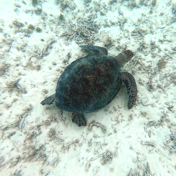 turtlex600.jpg