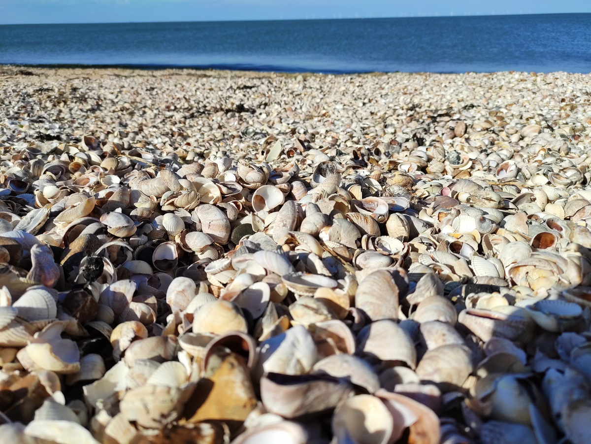 shell2.jpg