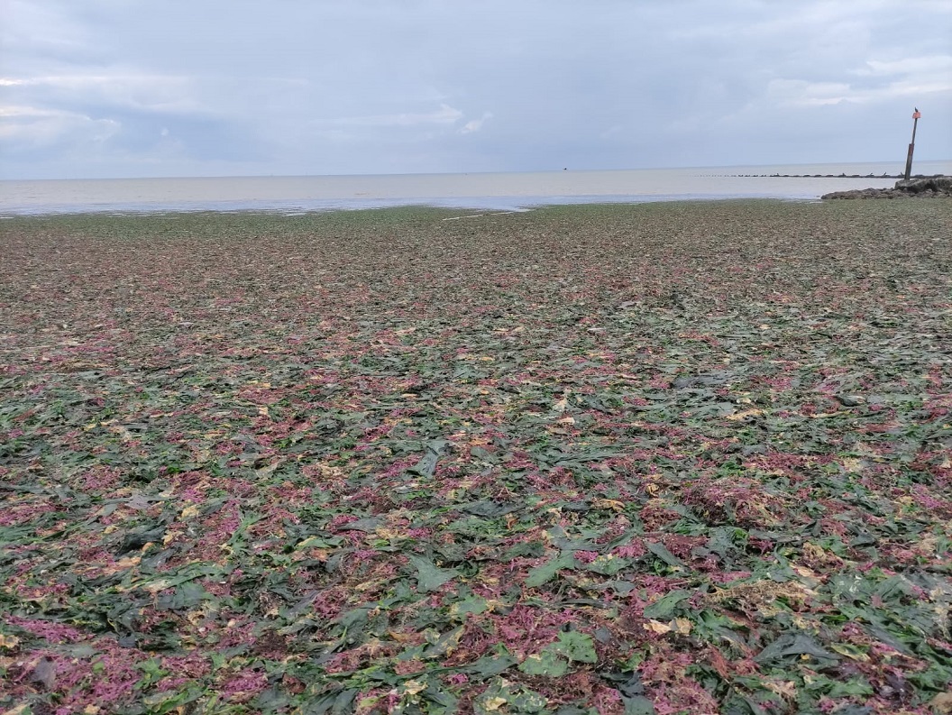 Algea.jpg