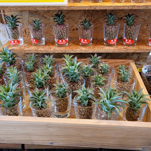 miniature-pineapplesx600.jpg