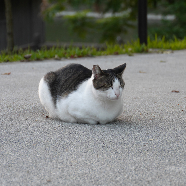 cats-of-naha1x600.jpg