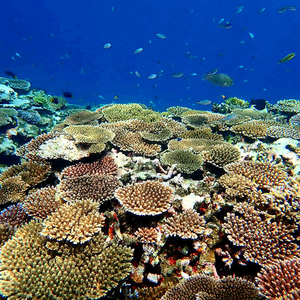 blue-cave-fish4x600.jpg