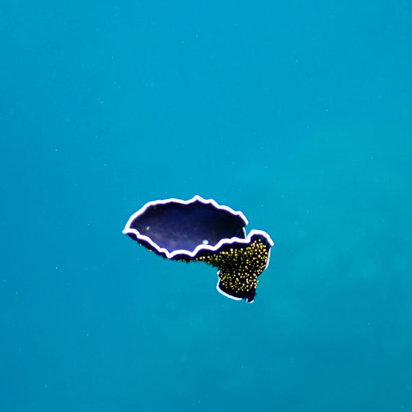 blue-cave-fish7x600.jpg