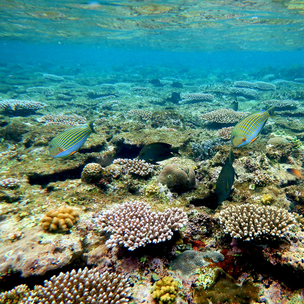 fish-blue-cave1x600.jpg