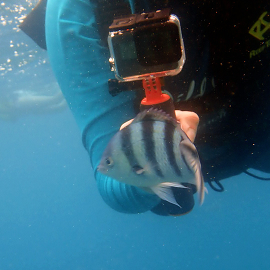 fish2x540.jpg