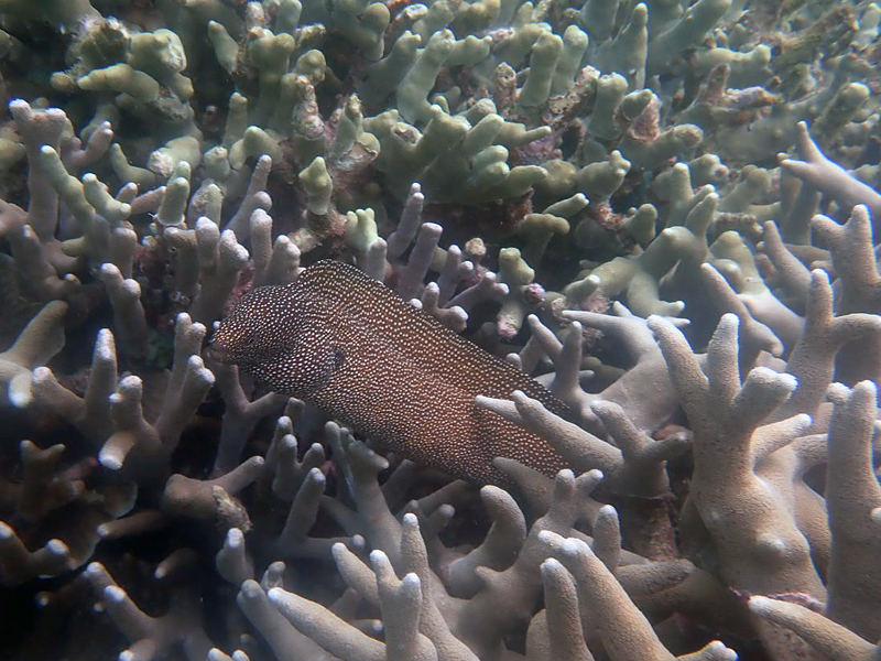 fishx800.jpg