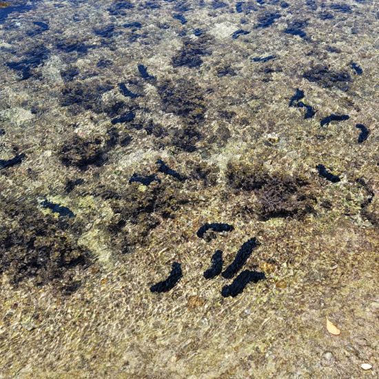 sea-cucumbersx550.jpg