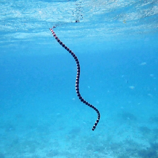 sea-snakex550.jpg