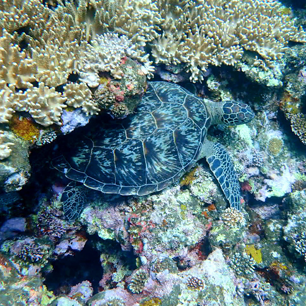 turtle-blue-cave3x600.jpg