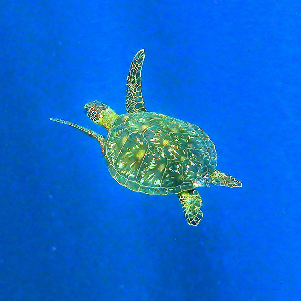 turtle-blue-cave5x600.jpg