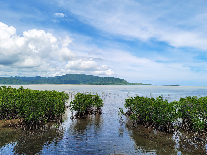 kohama-mangrove-iriomote-viewx800.jpg
