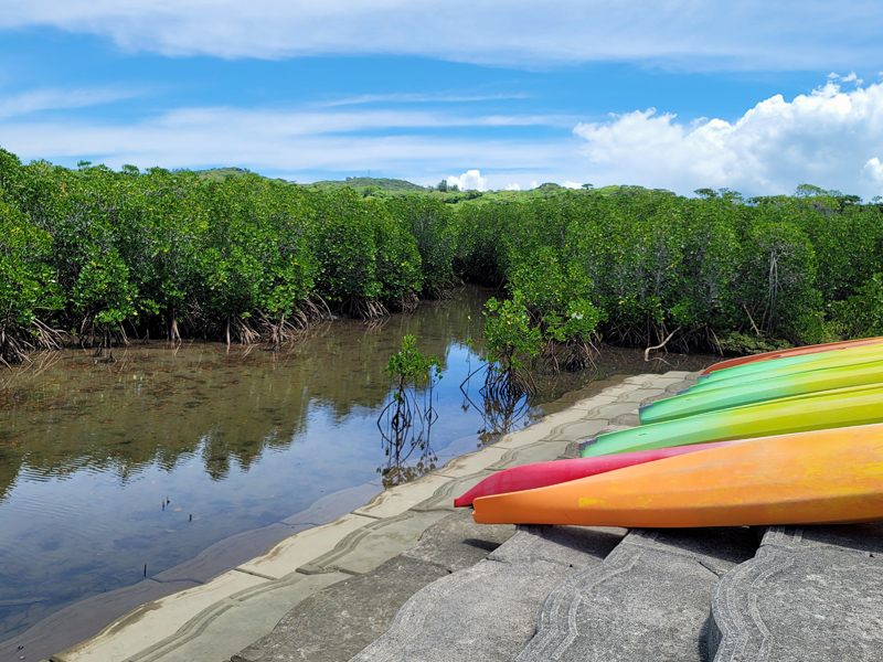 kohama-mangrove-kayaksx800.jpg