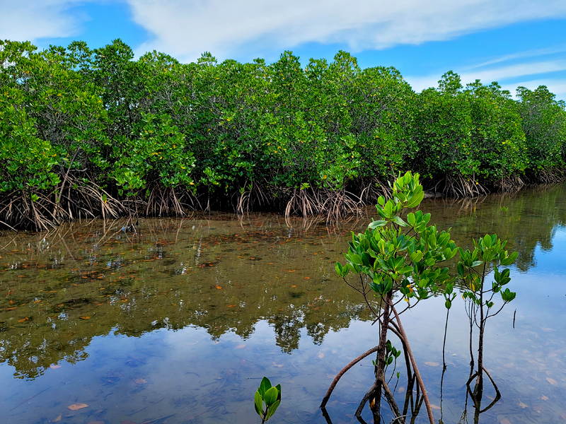 kohama-mangrove3x800.jpg
