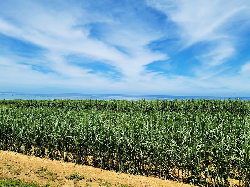 sugar-cane2x800.jpg