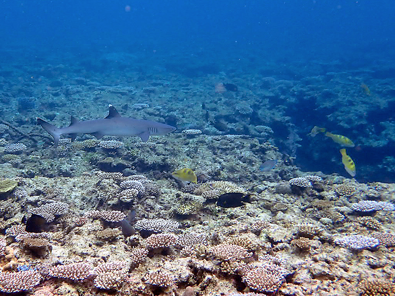 baby-shark1x800.jpg