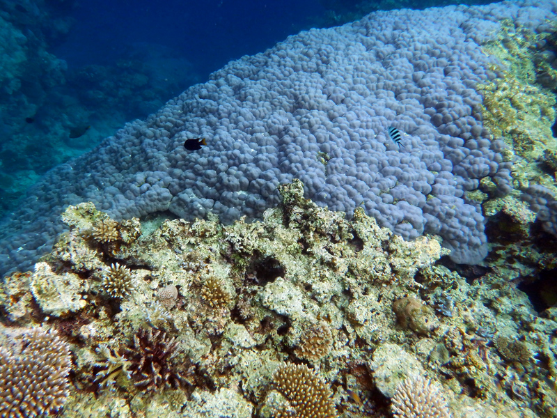 brain-coral2x800.jpg