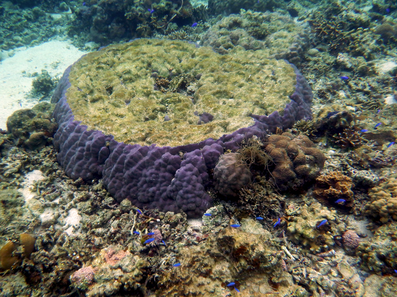 brain-coralx800.jpg
