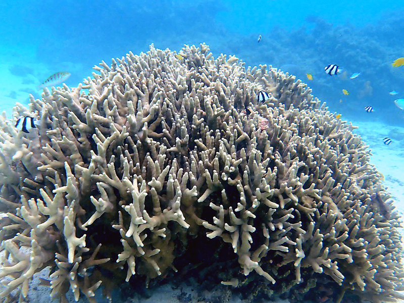 coral1x800.jpg