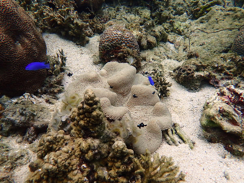 coral2x800.jpg