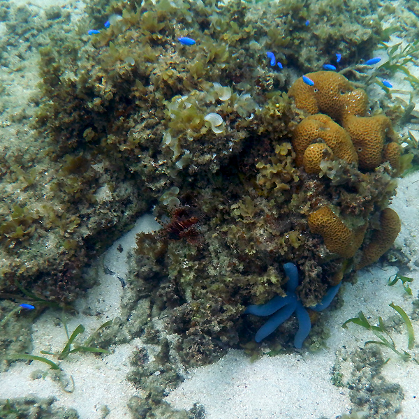 coral3x600.jpg