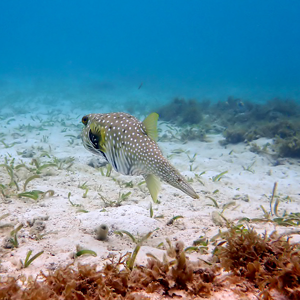 fish1x600.jpg
