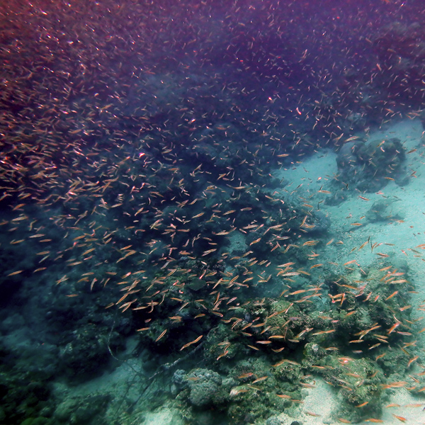 razorfishx600.jpg