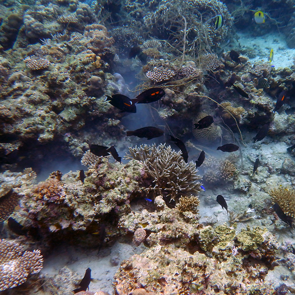 small-fishx600.jpg