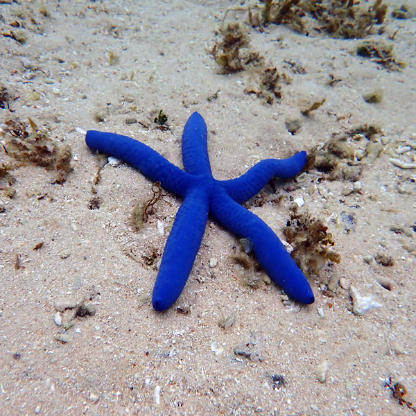 starfish1x600.jpg