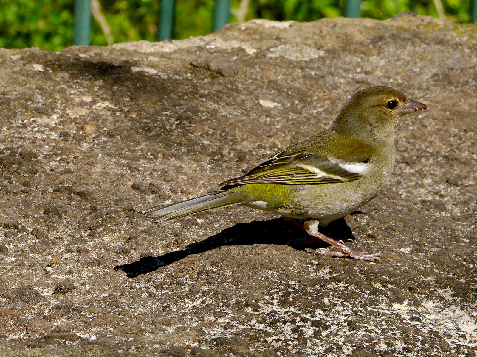 DSC02426.JPG