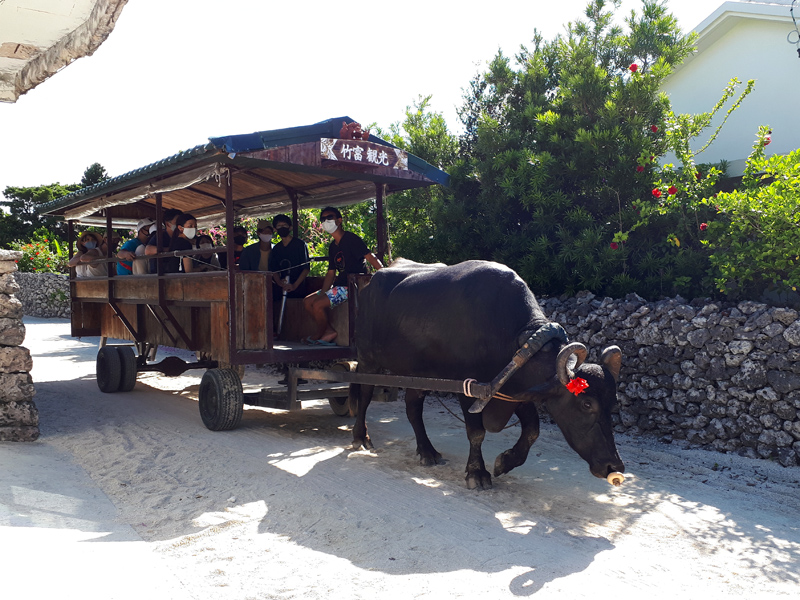 buffalo-cart1x800.jpg