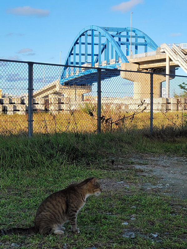cats-of-ishigakix600.jpg