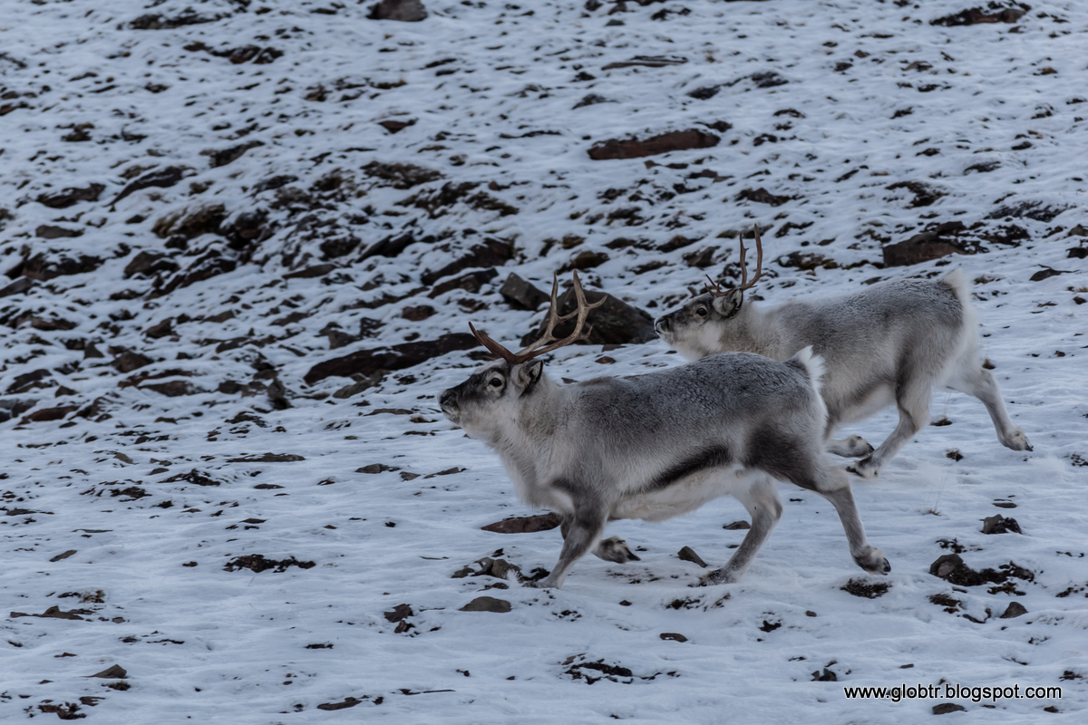 2021_10_Spitsbergen_334.jpg