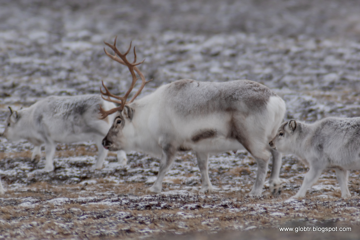 2021_10_Spitsbergen_430.jpg