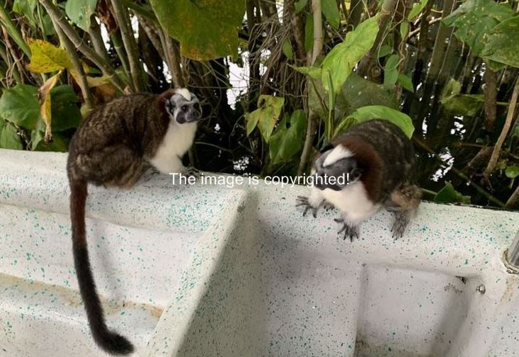 Monkeys_1.JPG