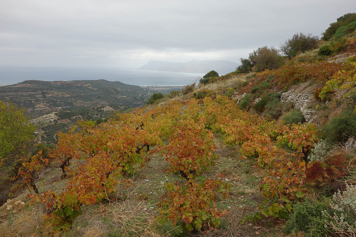 35-polirinia.jpg
