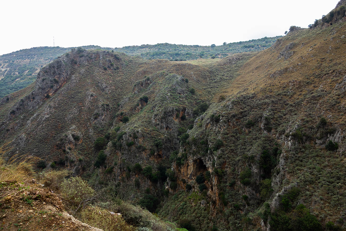 40-topolia.jpg