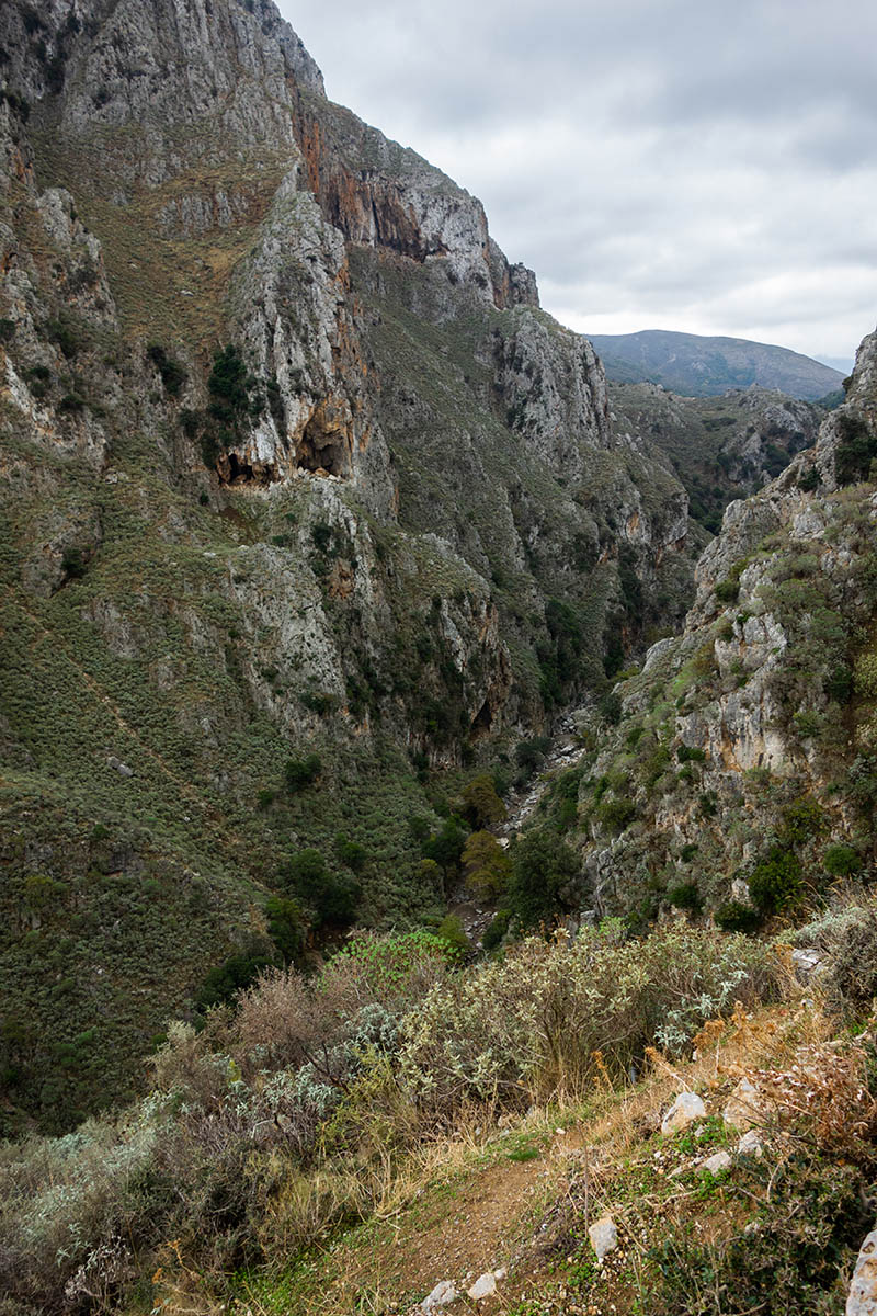 41-topolia.jpg